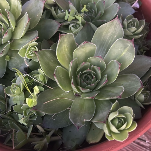 2 Pretty Good Size Of Hens and Chickens Flower - Picture 1 of 2